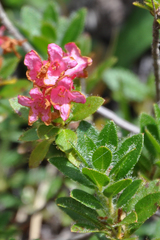 Rhododendron hirsutum