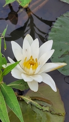 Nymphaea candida