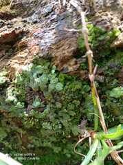 Marchantia