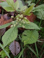 Chaerophyllum aromaticum