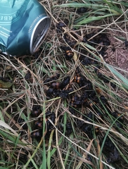 Nicrophorus vespillo