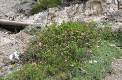 Rhododendron hirsutum
