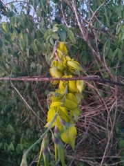 Crotalaria agatiflora