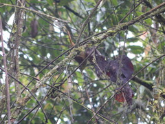 Anabacerthia striaticollis