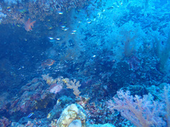 Dendronephthya hemprichi