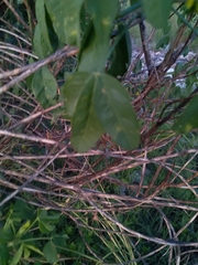 Crotalaria agatiflora