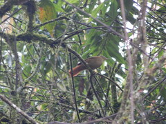 Anabacerthia striaticollis