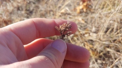 Lespedeza leptostachya