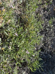 Cakile maritima