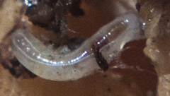 Enchytraeidae