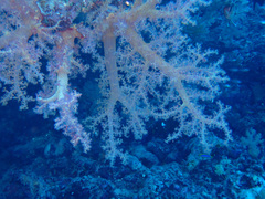 Dendronephthya hemprichi