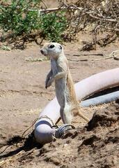 Xerospermophilus tereticaudus