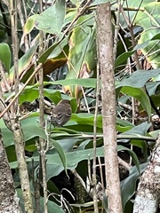 Chasiempis sclateri