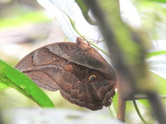 Eryphanis lycomedon