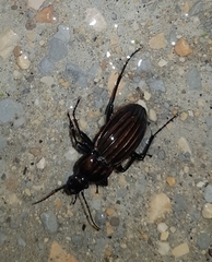 Carabus melancholicus