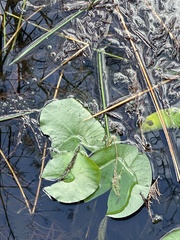 Nymphaea