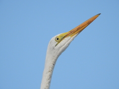 Ardea alba egretta