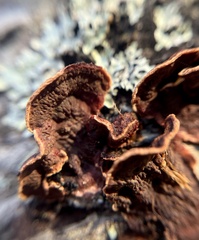 Punctularia strigosozonata