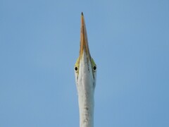 Ardea alba egretta