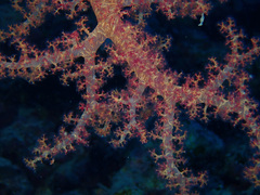 Dendronephthya hemprichi