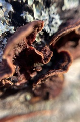 Punctularia strigosozonata