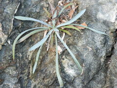 Plantago coronopus