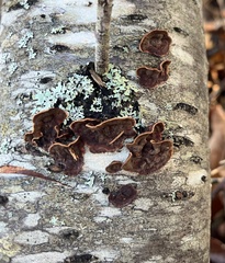 Punctularia strigosozonata