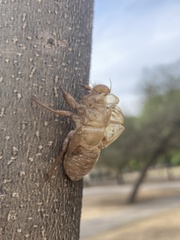 Cicadidae