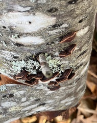 Punctularia strigosozonata
