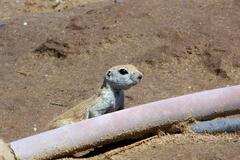 Xerospermophilus tereticaudus