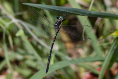 Eusynthemis nigra