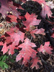 Quercus shumardii