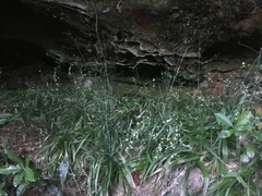 Stenanthium diffusum