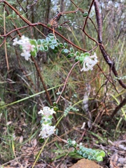 Pimelea nivea