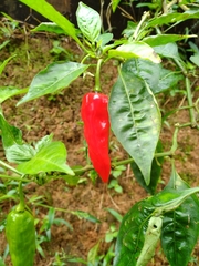 Capsicum annuum