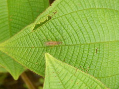 Nephrotoma