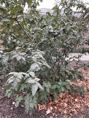 Viburnum × rhytidophylloides