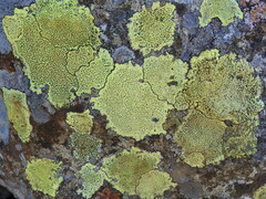 Rhizocarpon