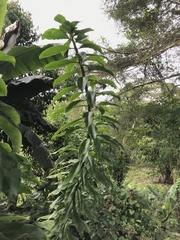 Pereskia