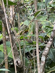 Chasiempis sclateri