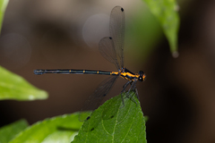 Austroargiolestes amabilis