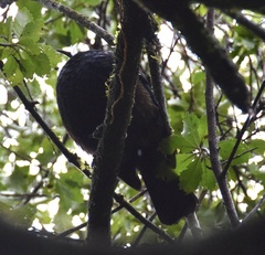 Prosthemadera novaeseelandiae