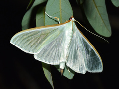 Stemorrhages sericea