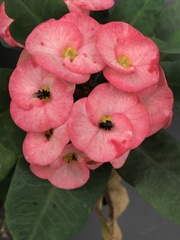 Trigona fulviventris