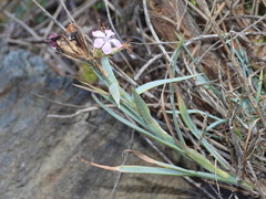 Dianthus balbisii