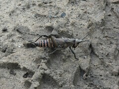 Dictyophorus griseus
