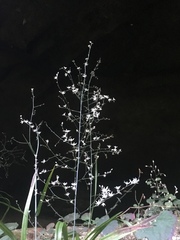 Stenanthium diffusum