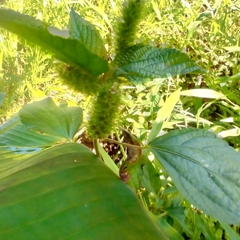 Acalypha arvensis