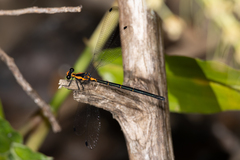 Austroargiolestes amabilis