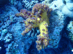 Dendronephthya hemprichi